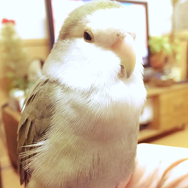 kaotanさんの実例写真