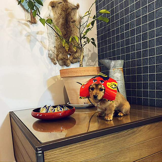 uninekoさんの実例写真