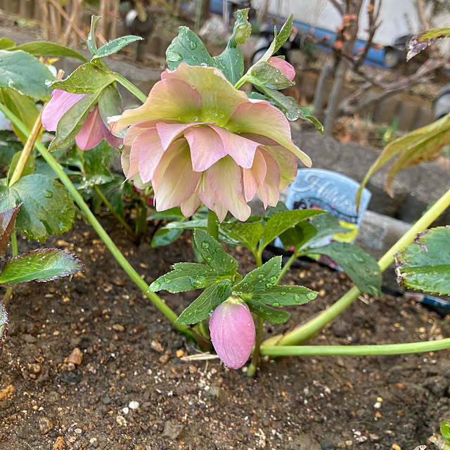 uraraさんの実例写真