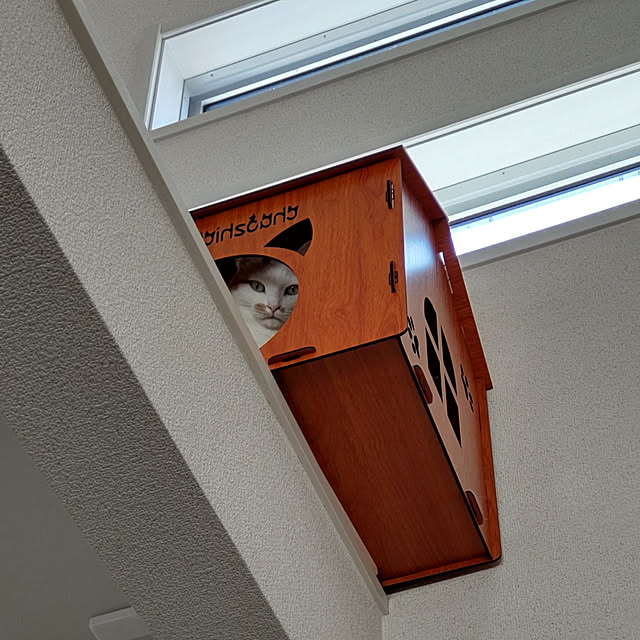 壁/天井/ねこのいる風景/吹き抜けのある家/吹き抜けリビング/猫ハウスのインテリア実例 - 2022-01-28 20:03:13