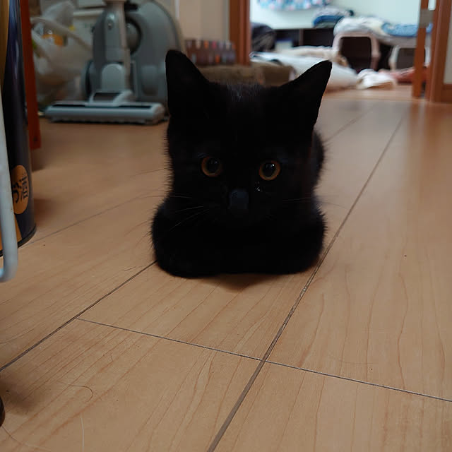 shinobuさんの実例写真