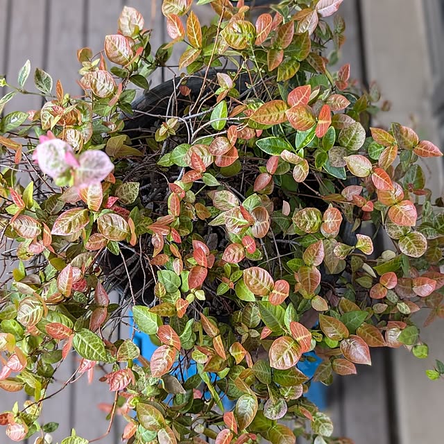 lovepeaceさんの部屋