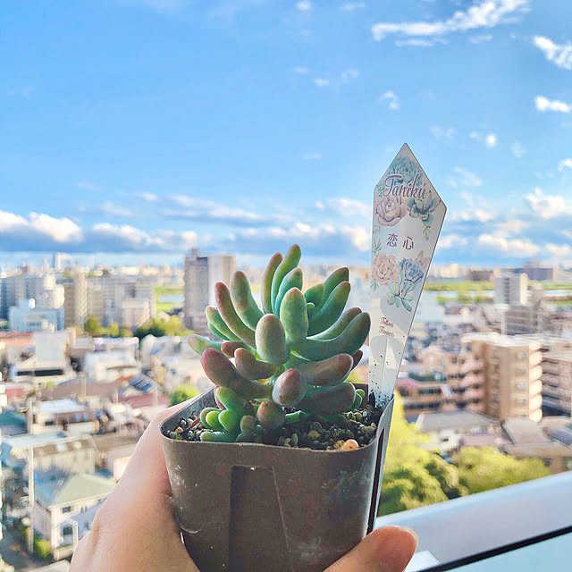 shirokumaさんの実例写真