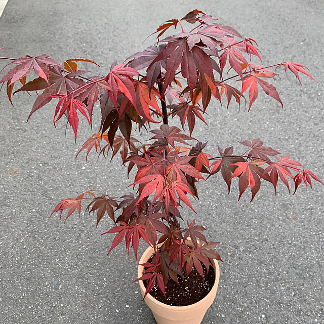 poi.cueさんの実例写真