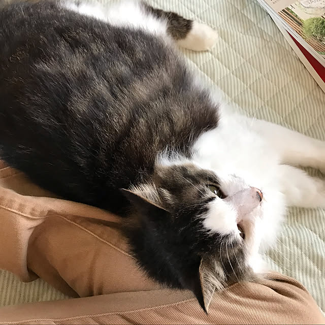 実例写真