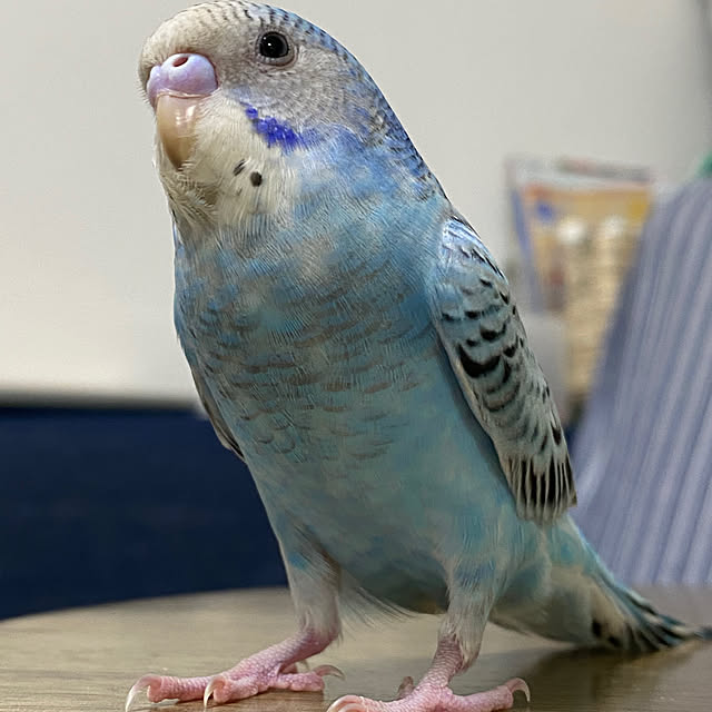 ohanaさんの部屋