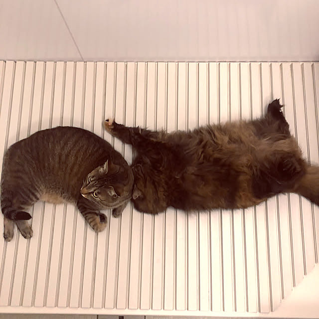 mikomaruさんの実例写真