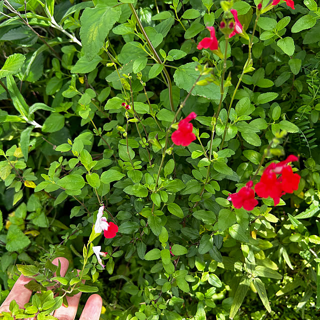 portulacaさんの部屋