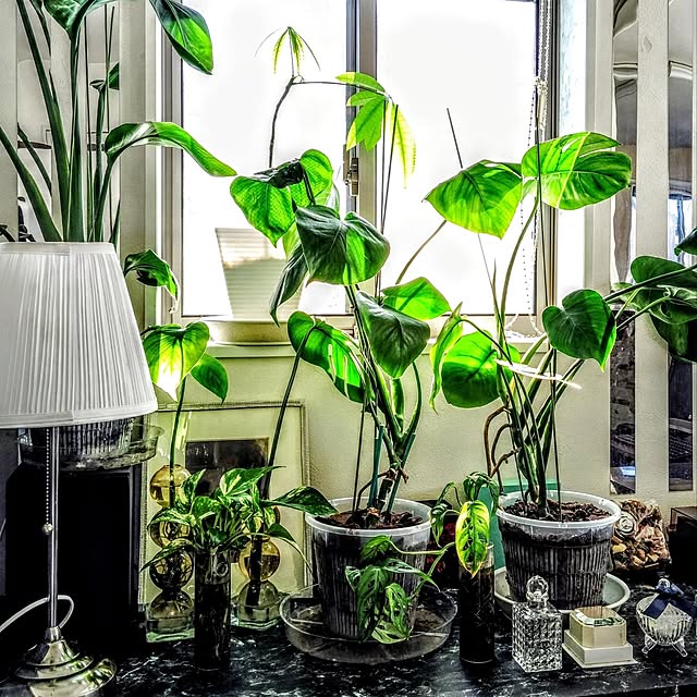 MOMOMAMAさんの実例写真