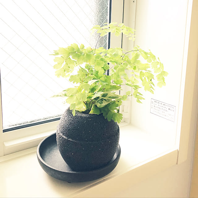 Midoriさんの実例写真