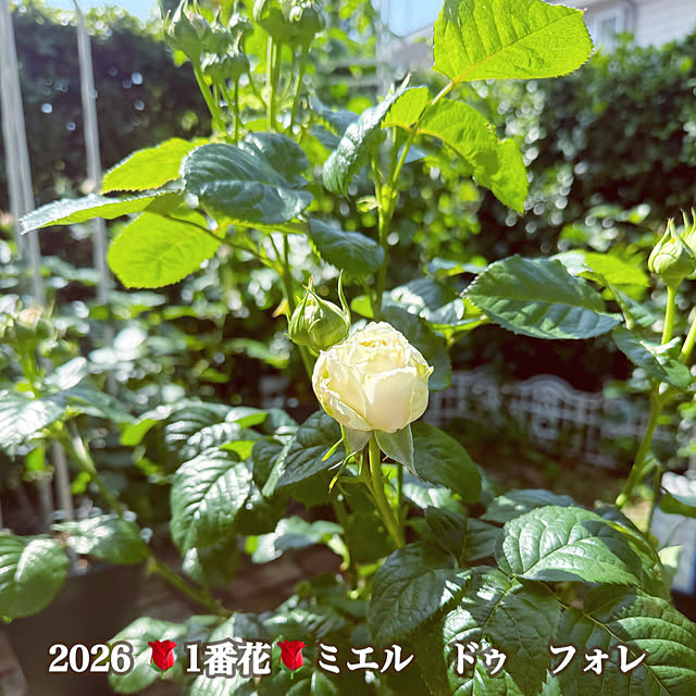 ami2720さんの実例写真