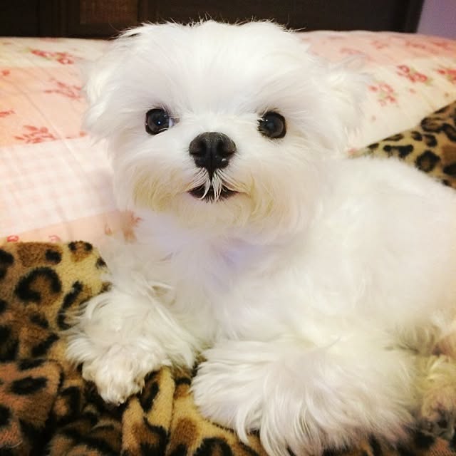 Natalieさんの実例写真