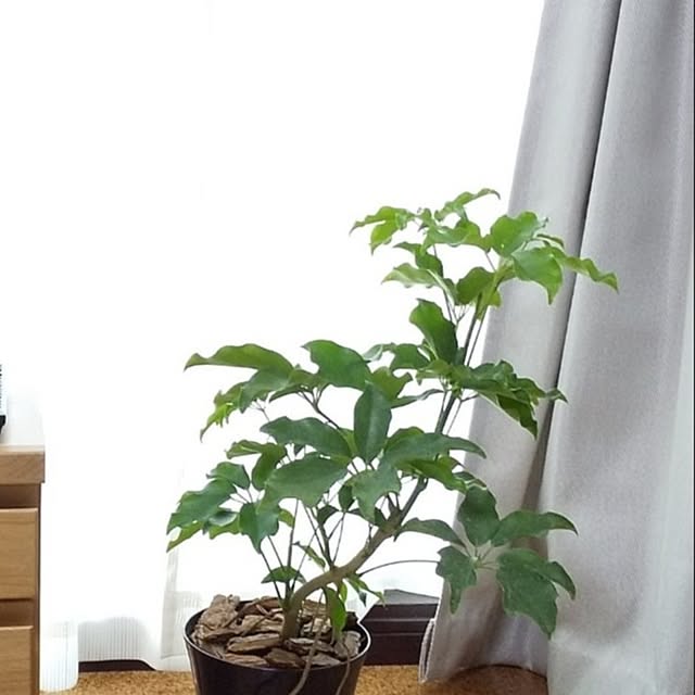 akichiさんの実例写真