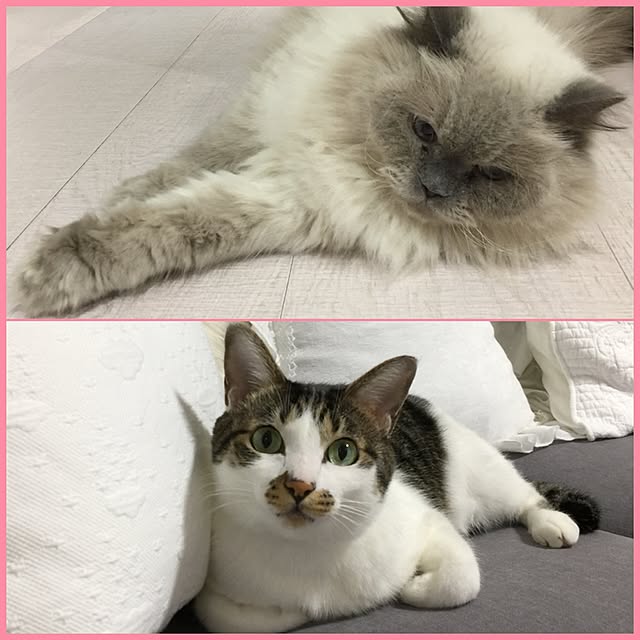 yuchiさんの実例写真