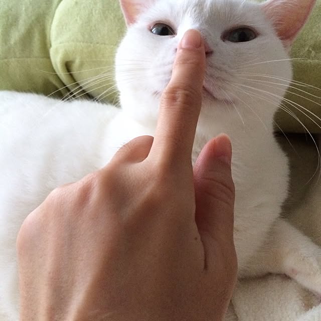 inoさんの実例写真