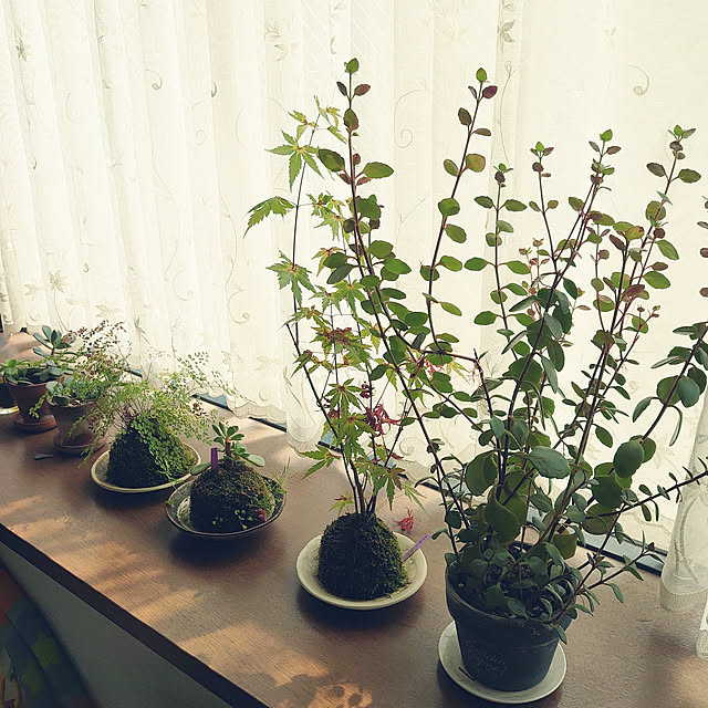 リビング/観葉植物/キャンドゥ/セリア/100均...などのインテリア実例 - 2020-08-22 11:53:56
