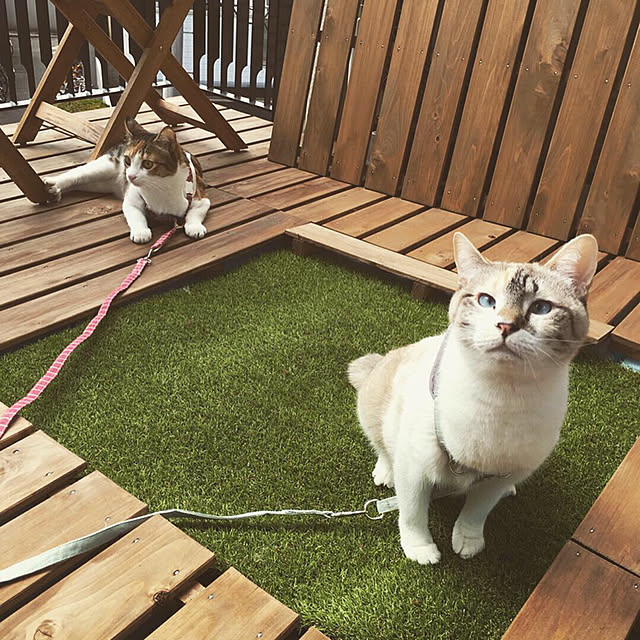 yume_and_meiさんの実例写真
