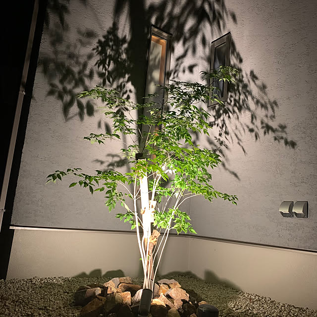 ドウダンツツジ ――株立ち であえ 雑木 自然樹形 アオダモ ドウダンツツジ ――株立ち であえ 雑木 自然樹形 アオダモ