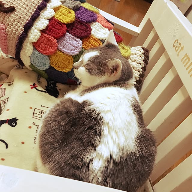 mintcatさんの実例写真