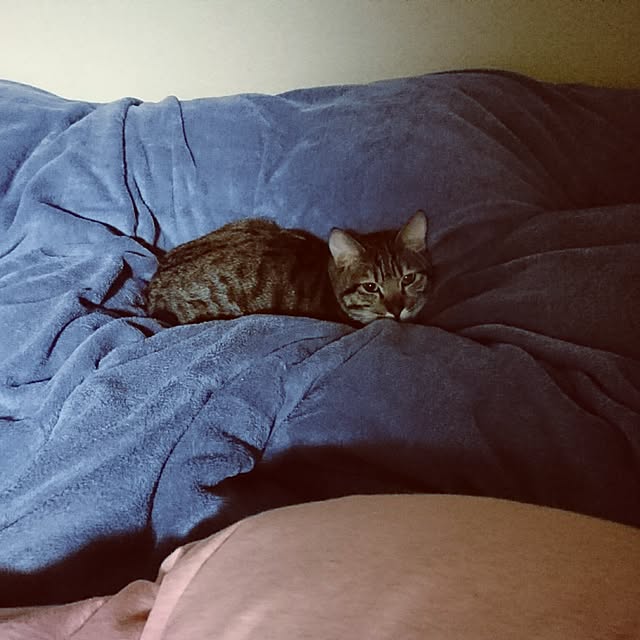 poniさんの実例写真