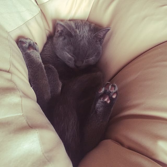 Shojiさんの実例写真