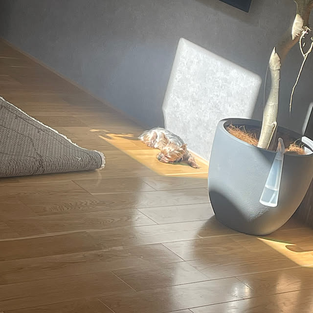 Y33355さんの実例写真