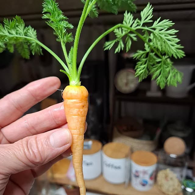 midoriさんの実例写真