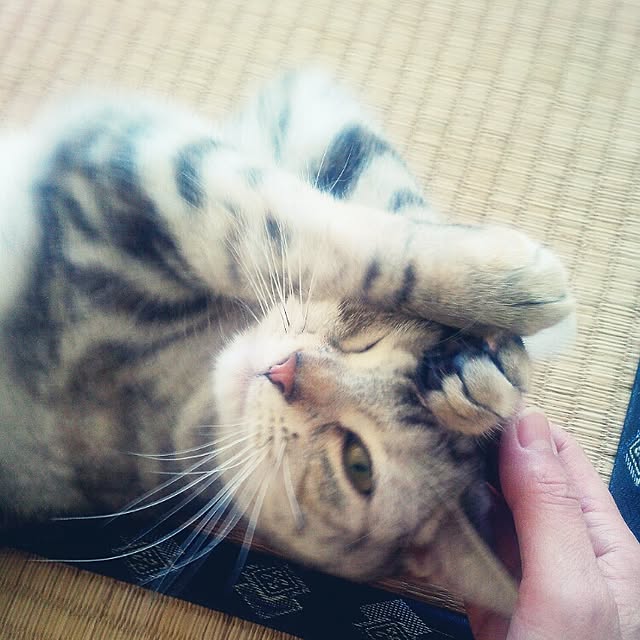 LittleMyさんの実例写真