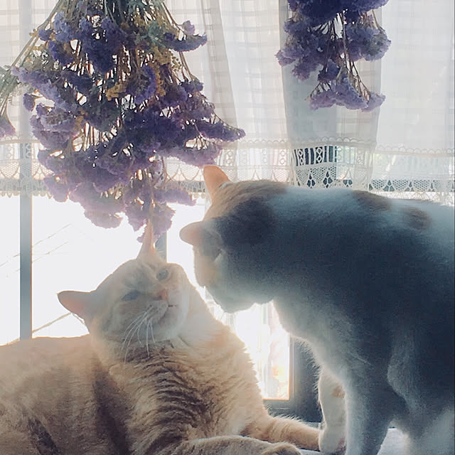 tututu0204さんの実例写真