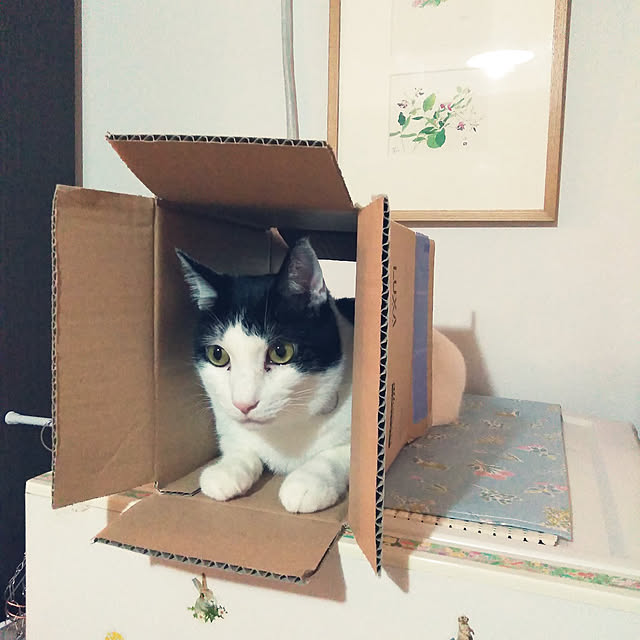 futukoさんの実例写真