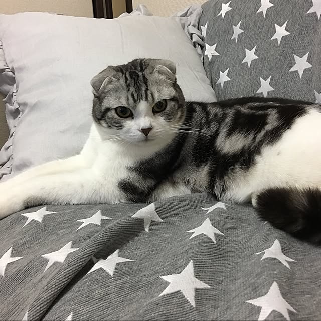 tomommyさんの実例写真