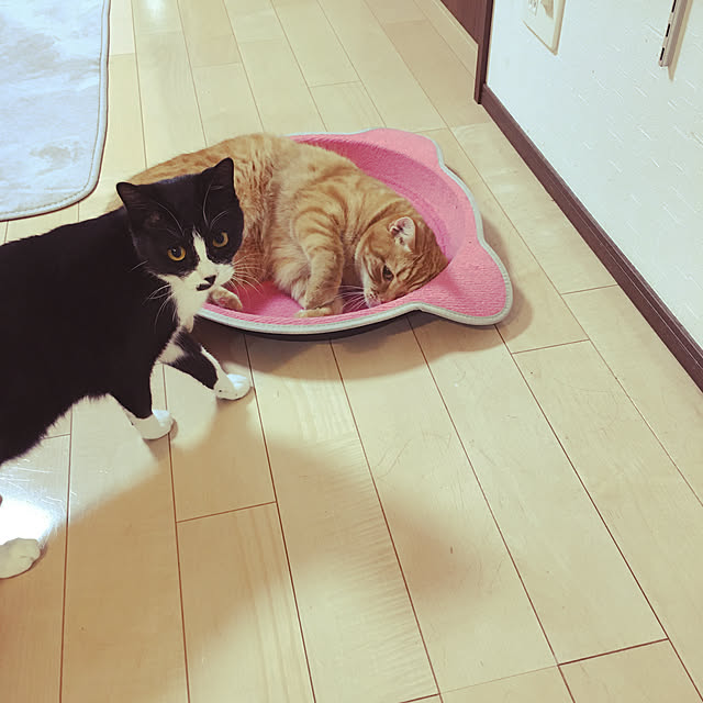 nekoさんの実例写真