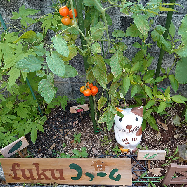 fukuさんの実例写真