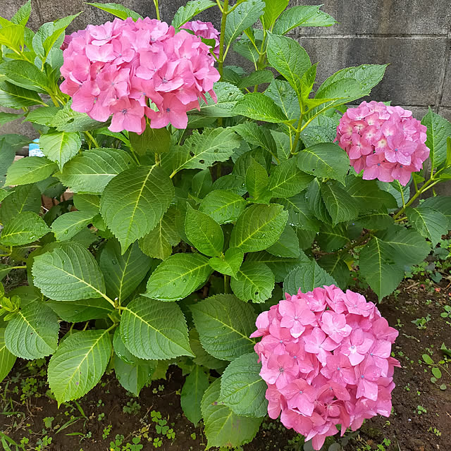 実例写真