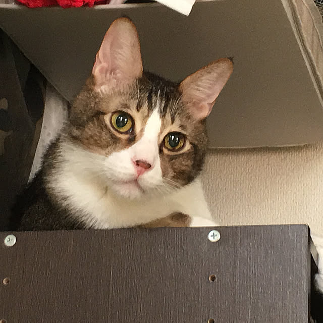 kiki40さんの実例写真