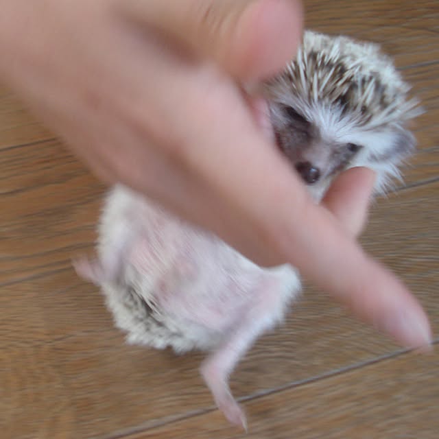 sannbonnnonamiさんの実例写真