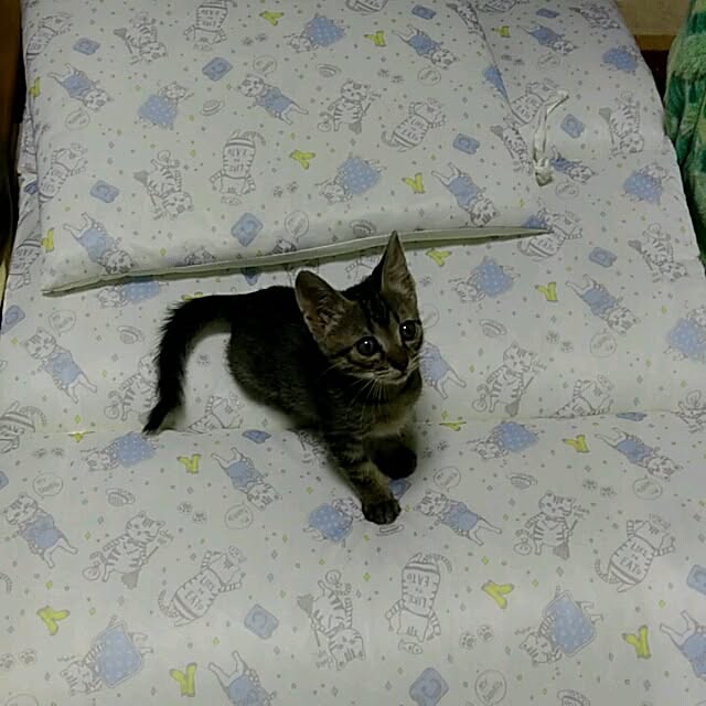 tantomeenさんの実例写真