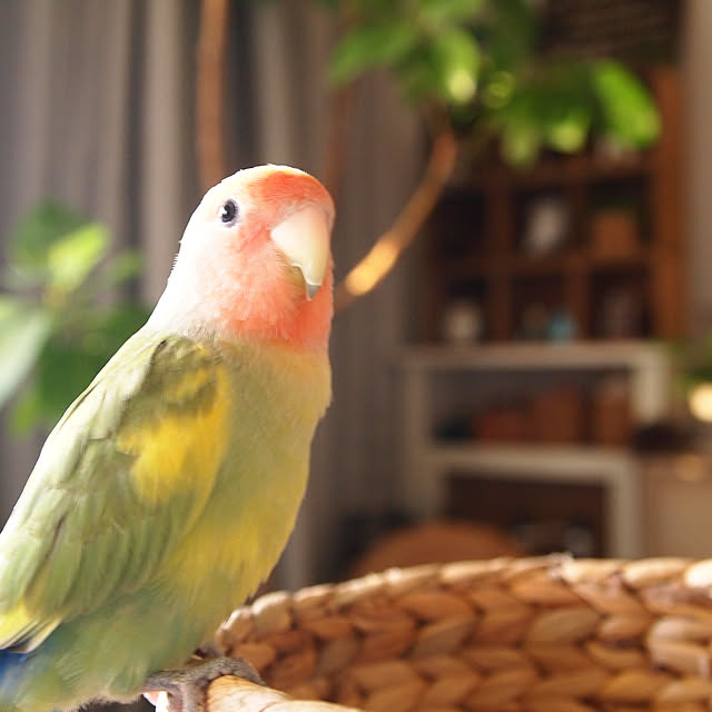 karinさんの実例写真