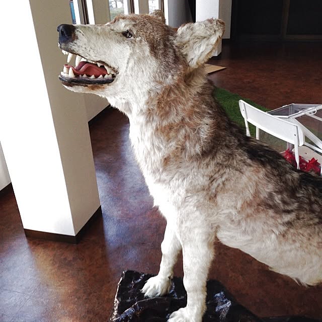 wolftail_さんの実例写真