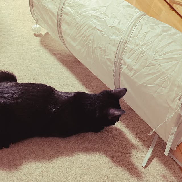 MyuRuuさんの部屋