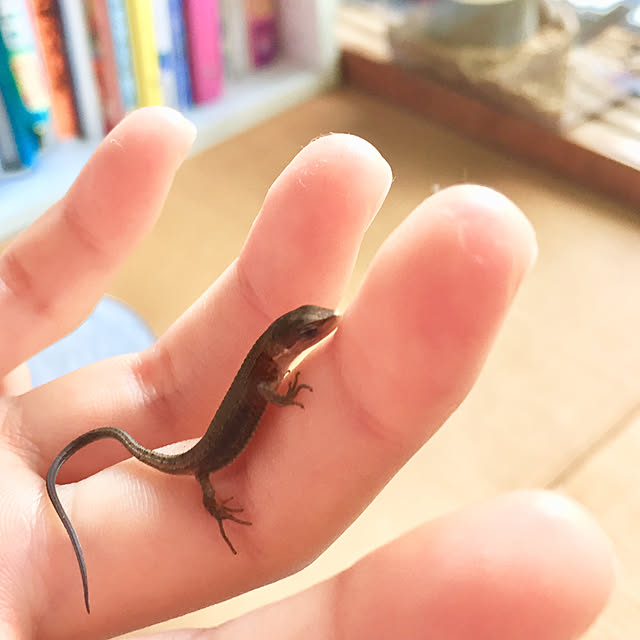 実例写真