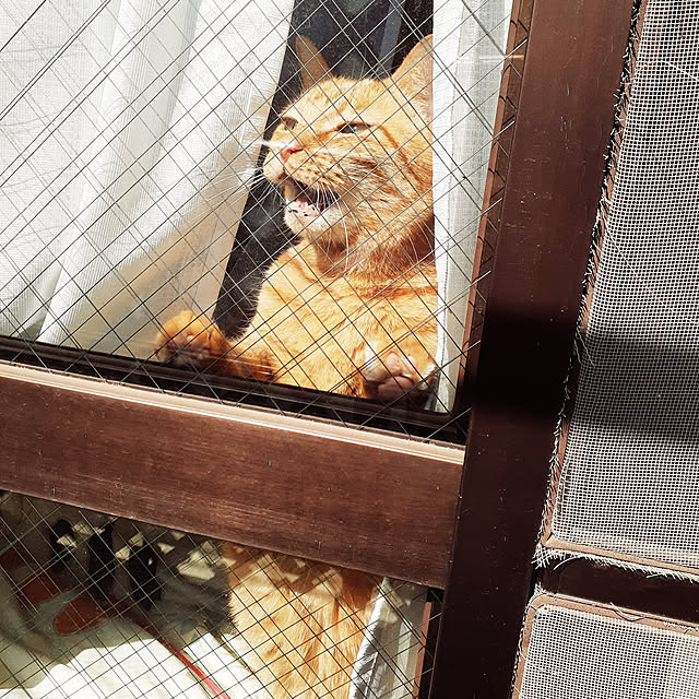 chisaviさんの実例写真