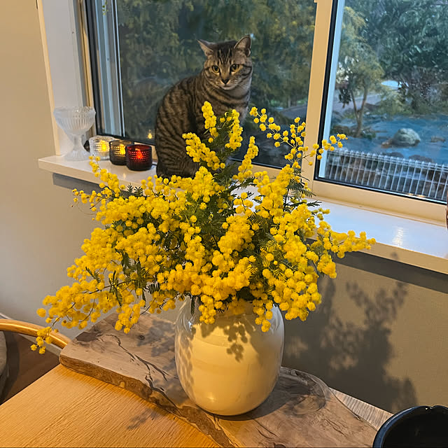 花瓶/多頭飼いの家/お花のある暮らし/窓辺のインテリア/猫のいる風景...などのインテリア実例 - 2023-03-05 17:44:47