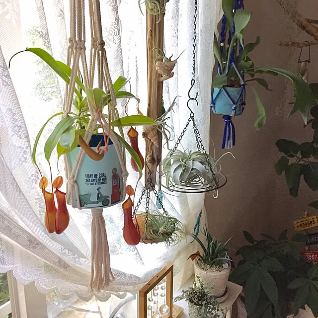 cooさんの実例写真