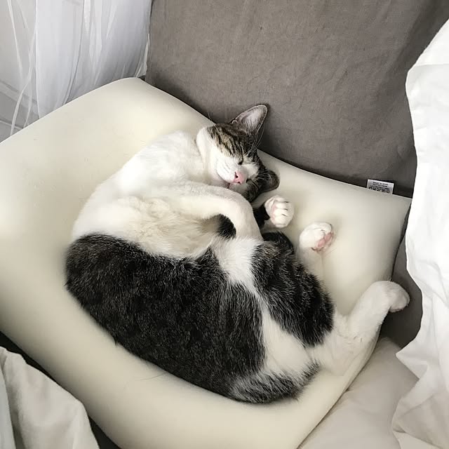 Shihoさんの実例写真