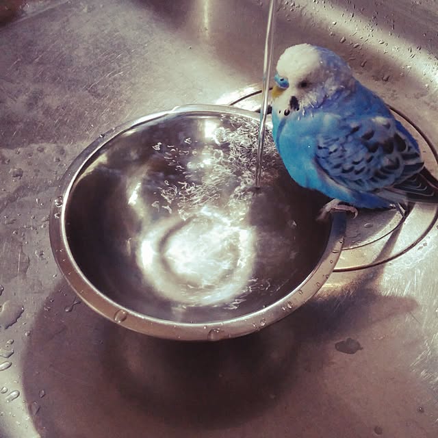 opiopiopiさんの実例写真