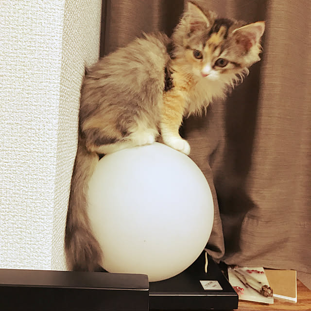 akさんの実例写真