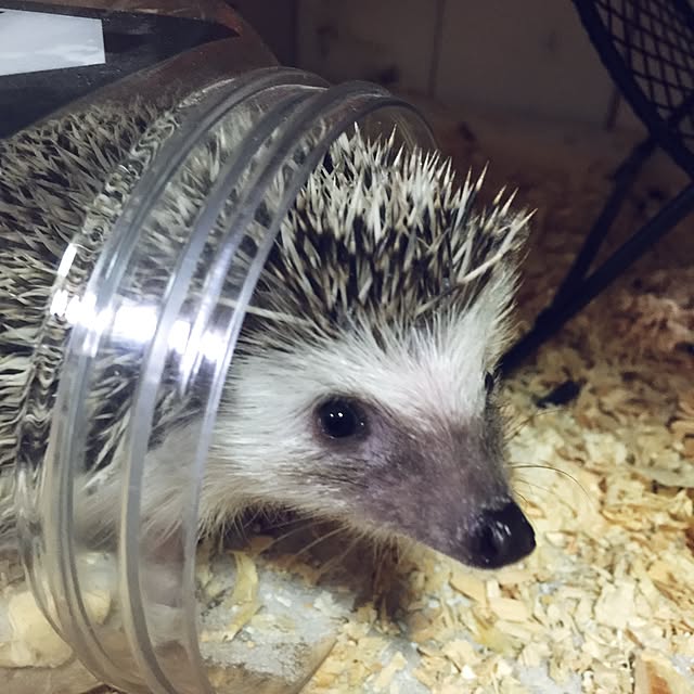 RURULOVEさんの実例写真