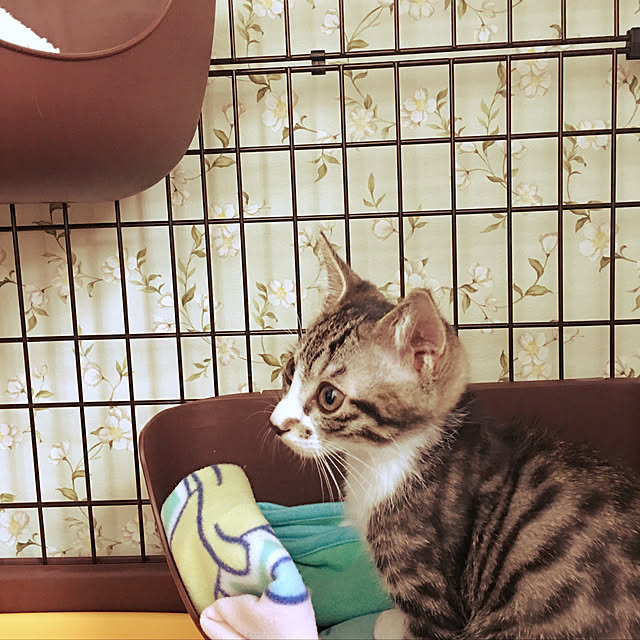 ippu0303Karinさんの実例写真