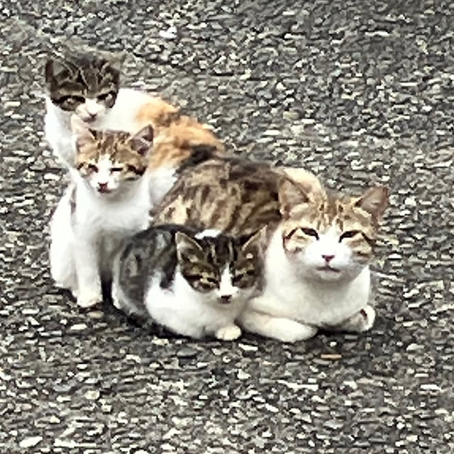koroさんの部屋